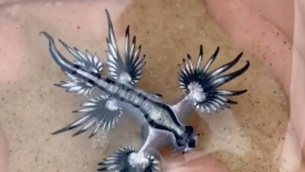 Homem acha 'dragão azul' em praia da Austrália e viraliza; veja vídeo | Mundo Insólito | iG