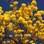 O ipê amarelo também floresce na primavera. Foto: Getty Images