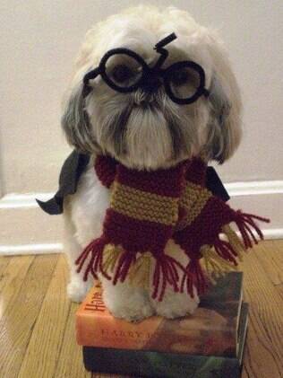 Alguns nomes de cachorros foram inspirados em Harry Potter