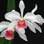 Espécies como a Laelia purpurata precisam ser adubadas. Foto: Divulgação