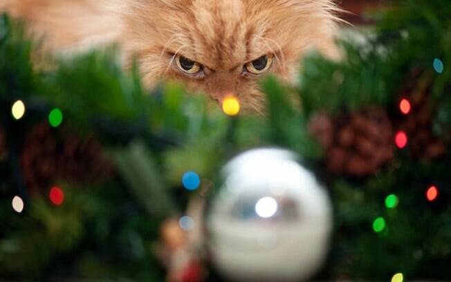 Animais que odeiam o Natal