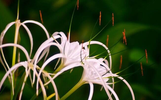 O lírio-aranha (Hymenocallis littoralis) tem origem na Índia e perfume adocicado. Para cultivar, o melhor é deixar a espécie em pleno sol