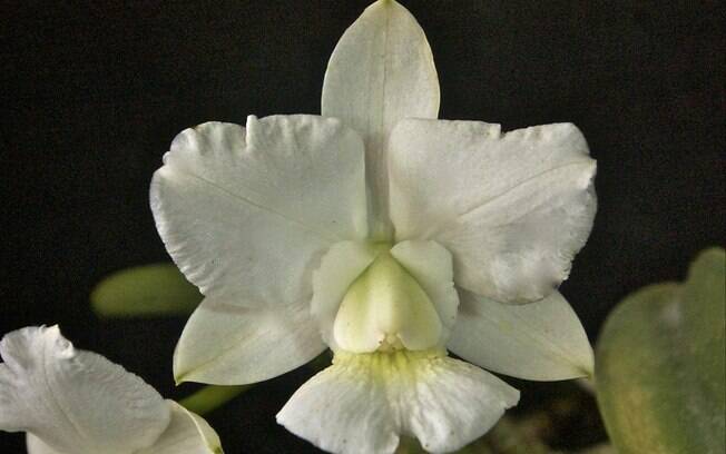 Orquídea da espécie Cattleya walkeriana alba