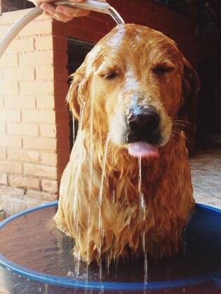 Muitos donos tem dúvidas na hora de dar banho no cachorro
