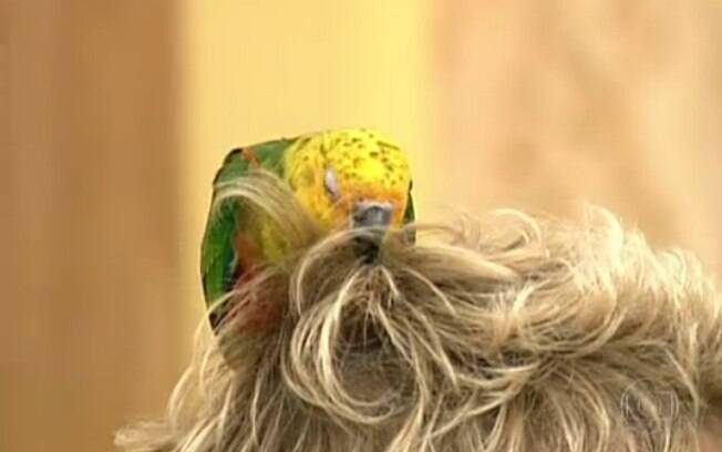 ... um periquito fez do cabelo da apresentadora, um ninho