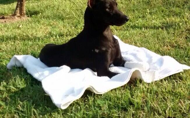 Elsa tomando um banho de sol