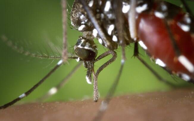 Proliferação do mosquito Aedes aegypti está entre as causas de epidemia de zika no Brasil e outros países do mundo