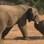 Elefantes 'desordeiros' matam rinocerontes, África: reservas notaram aumento das brigas causadas por elefantes órfãos, que cresciam sem referências. Foto: Reprodução/Youtube