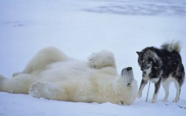 Urso polar e cão, Canadá: Rosing pensou que seria o fim do cão, mas para sua surpresa, o urso se aninhou ao husky, que lambeu seu focinho. Foto: Reprodução/Youtube