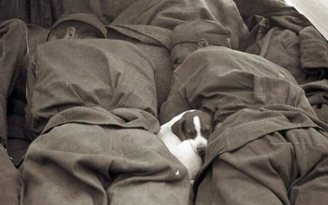 Um cachorro dormindo numa boa entre os soldados.
