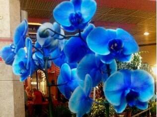 A orquídea da espécie phalaenopsis, colorida em azul, é um dos destaques na Penha