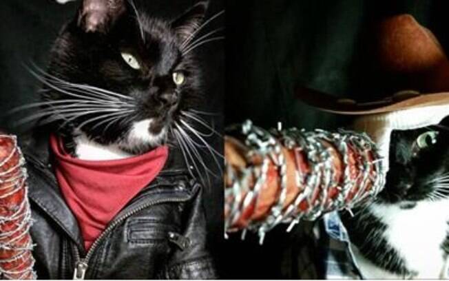 Gatos se vestindo como vários personagens da nossa cultura pop.