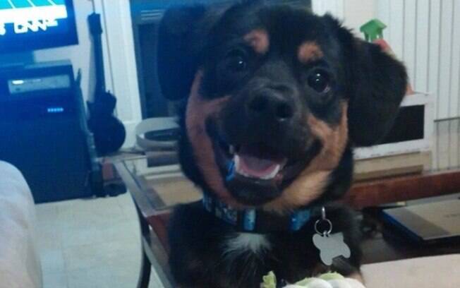 Mais um cachorro sorrindo.