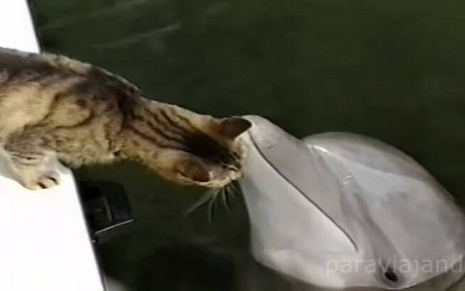 Gato e golfinho: em vídeo publicado na internet, os animais trocam 'afagos' e parecem bastante curiosos um com o outro. Foto: Reprodução/Youtube