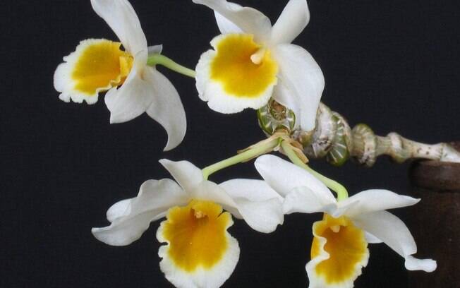 Orquídea da espécie Dendrobium