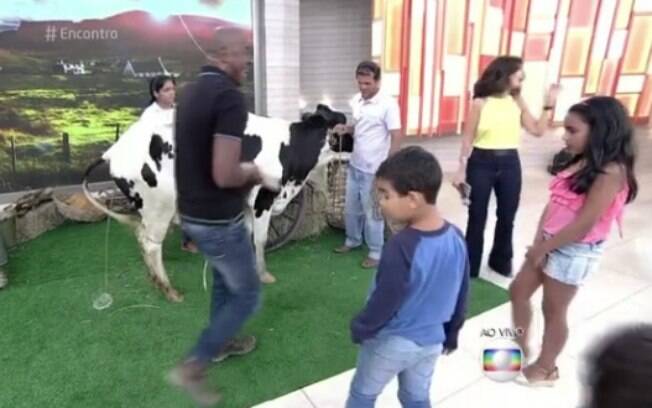 Vaca faz xixi ao vivo no Encontro