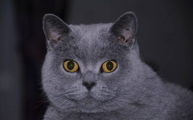 Uma das principais característica do British Shorthair, uma das mais famosas raças de gatos, é o seu pelo curto. 