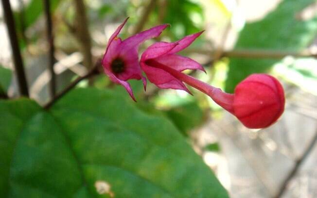 A espécie brinco-de-princesa (Fuchsia regia), nativa do Brasil, pode ser cultivada em vaso e se adapta em pleno sol e meia sombra