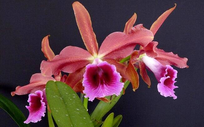 Orquídea da espécie Brasilaelia tenebrosa
