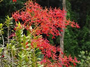 A orquídea da espécie Renanthera coccinea vai chamar atenção do público de São Roque