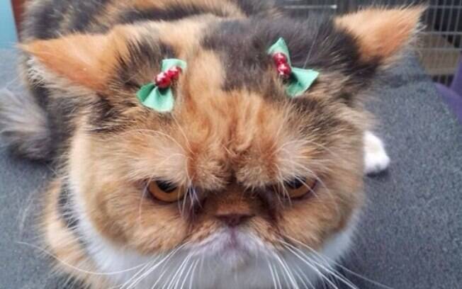 Animais que odeiam o Natal