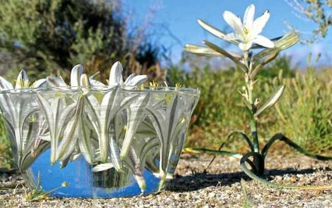 Preparo do floral da Desert Lily Preparo do floral da Desert Lily
