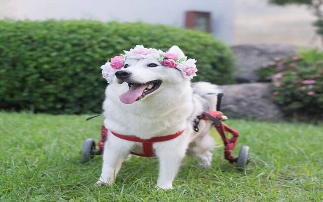 Maya sendo um cachorro muito feliz