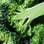 Brócolis: as verduras crucíferas têm uma substância com enxofre chamada de “sulforafano”, que age nos danos das células. Foto: Getty Images