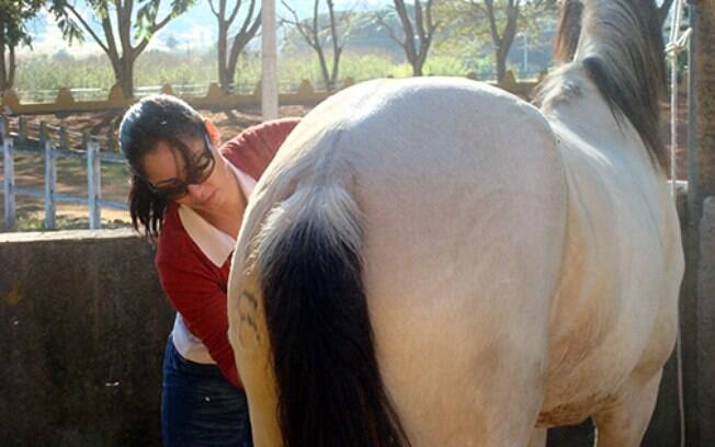 Equoterapia: cavalos podem ser usados para tratamento de deficiente e pessoas com necessidades especiais