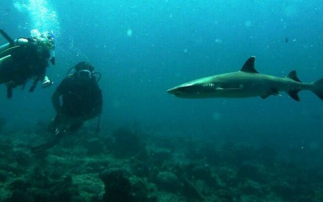 Fiorella e o marido mergulham com tubarões
