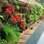 Aproveite a primavera para renovar as plantas no jardim vertical. Foto: Divulgação