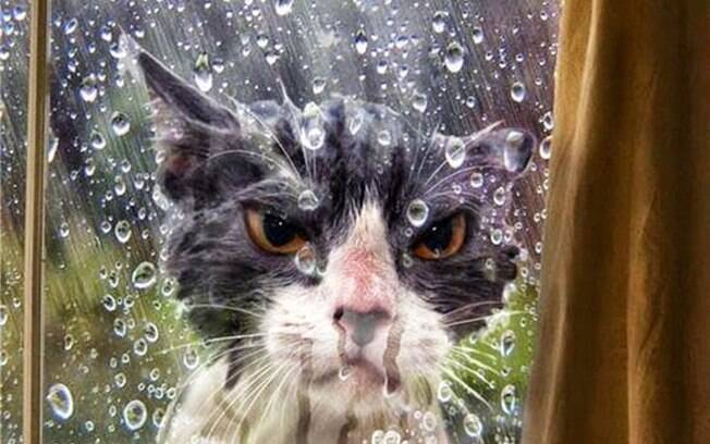 Esse gato está bem revoltado por estar na chuva.