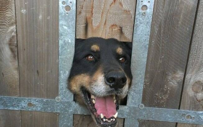 Um cachorro sorrindo fazendo cosplay do filme