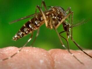 Mosquito Aedes aegypti transmite o vírus Zika e também a dengue e a febre chikungunya