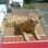 Garfield é o gato de Leni Martins, que tem também um cachorro, Dudu. Que preguiça, hein, gatinho?. Foto: Arquivo pessoal