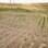 Campos de soja também sofrem com a seca. As estimativas são de que 42% das plantações em Illinois tenham sido afetadas. Foto: Getty Images