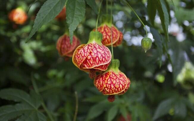A planta lanterninha-chinesa (Abutilon striatum) tem origem na Guatemala e exige pleno sol, além de podas anuais