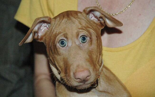Cachorro com os olhos na frente.