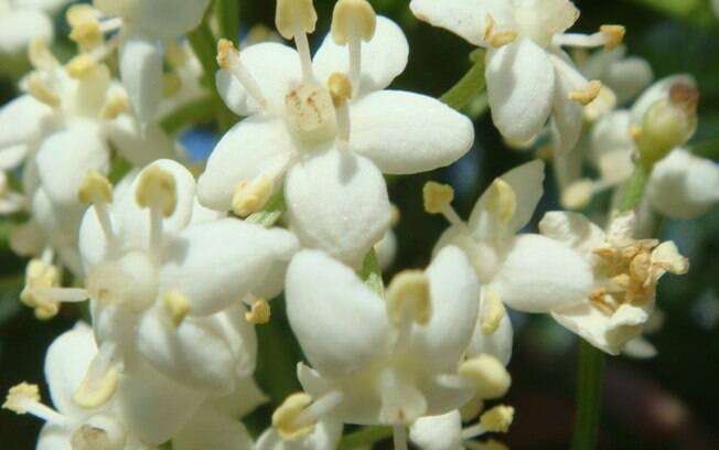 A planta arbustiva jasmim-branco (Jasminum nitidum), originada na Nova Guiné, necessita de solo fértil, sol pleno e irrigação constante