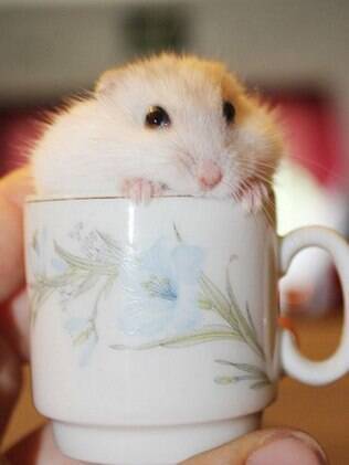 O hamster é muito requerido nas residências por não dar muito trabalho