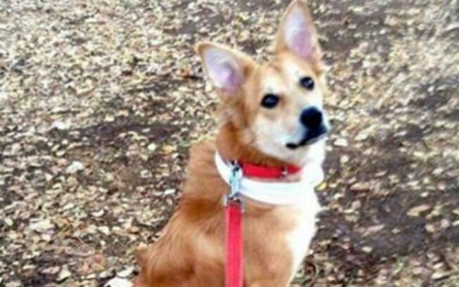 Cachorro acabou sendo o motivo do casamento não acontecer.