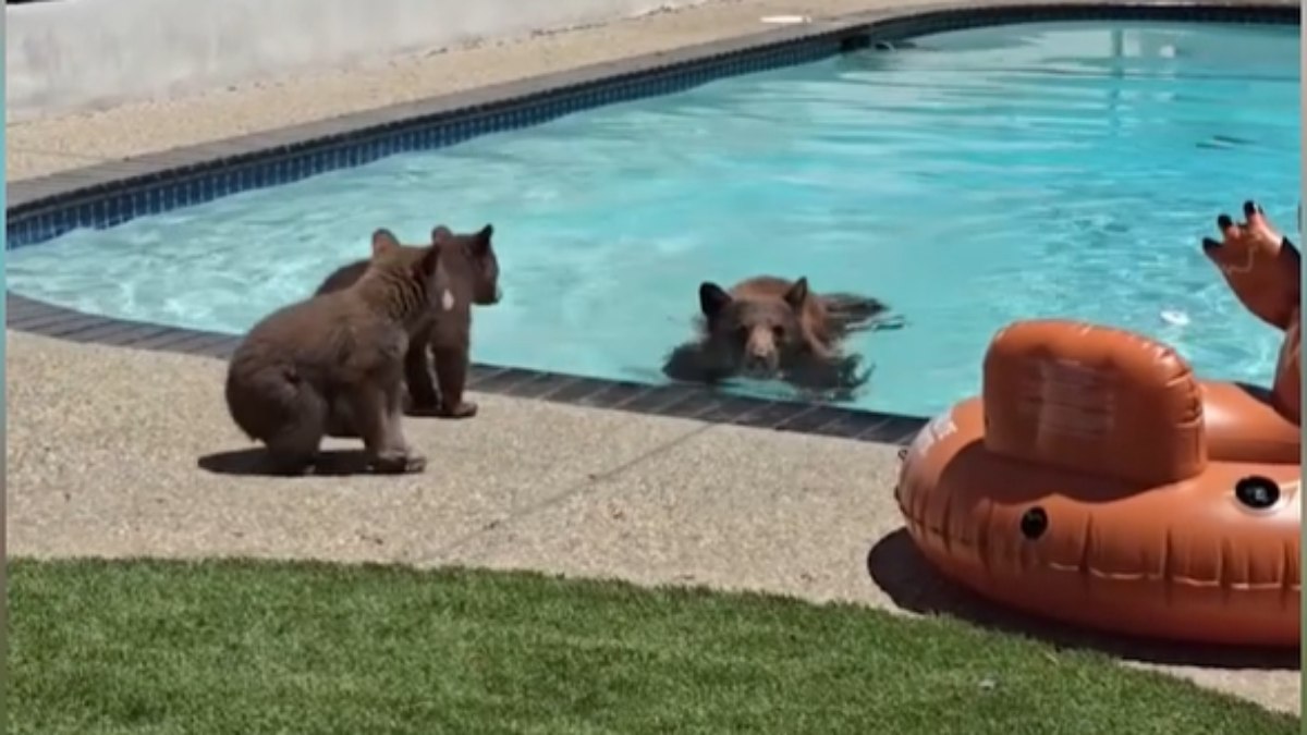 Mamãe urso dá aula de natação para filhotes em piscina; veja vídeo