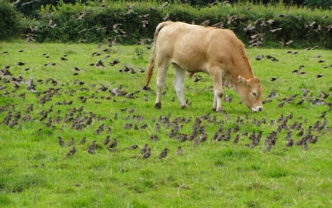 Vacas comem aves: na Índia, relato de criadores afirma que os herbívoros comem galinhas. Foto: Wikimedia Commons