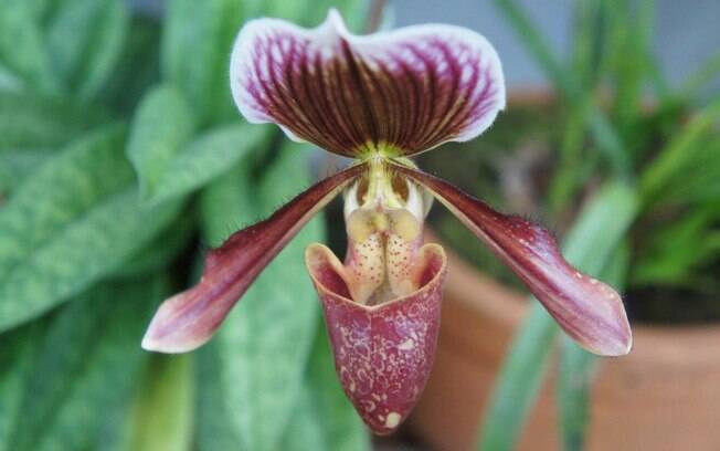 Orquídea da espécie Paphiopendilum, também conhecida como 'sapatinho'