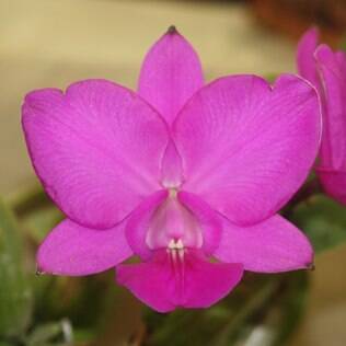 A beleza da Cattleya Walkeriana poderá ser conferida na mostra de São Paulo