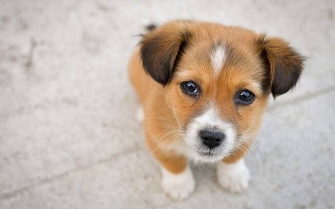 Filhote de Corgi.