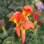 Columeia (Columnea gloriosa). Foto: Flickr / cliff106
