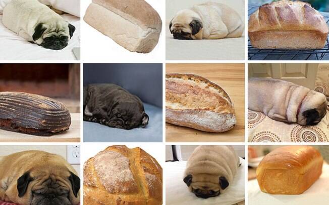 Cachorro ou pão