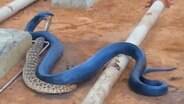 Serpente azul foge com "almoço" na boca 