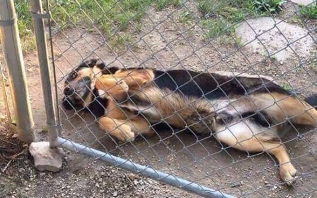 Cuidado com esse cachorro querendo cócegas na barriguinha.